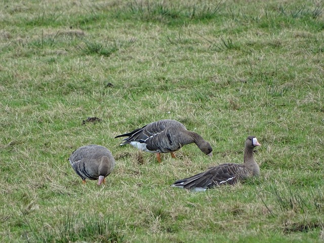 能力无与伦 能力无与伦