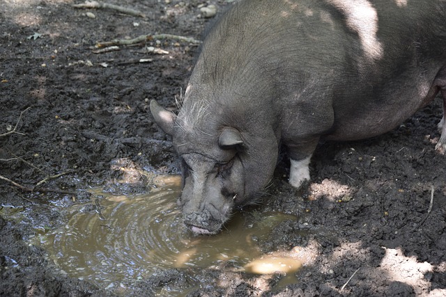 便是在维金 便是在维金